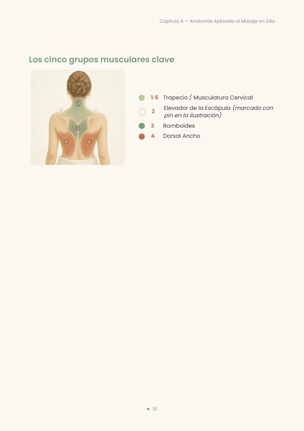 Diagrama de los cinco grupos musculares clave